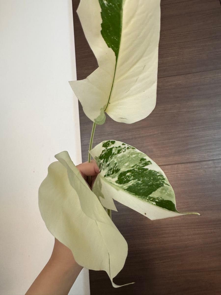 アオダモ盆栽 SS001 アオダモ盆栽 SS001 アオダモ : bonsai英樹